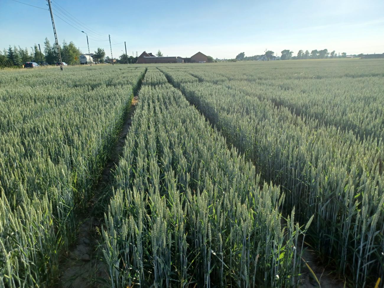wheat field trial