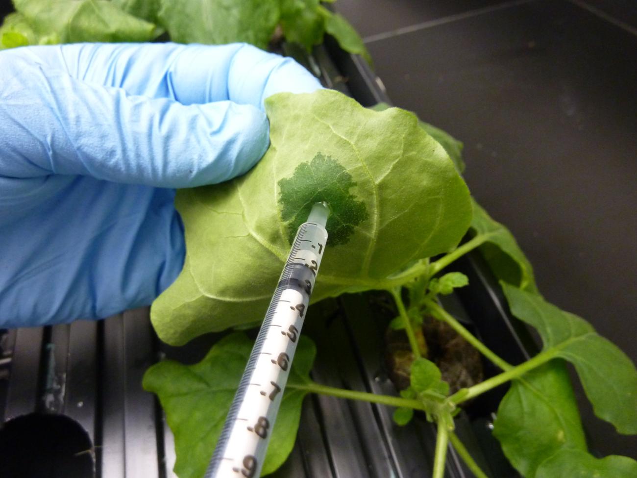 Agrobacterium infiltration experiment