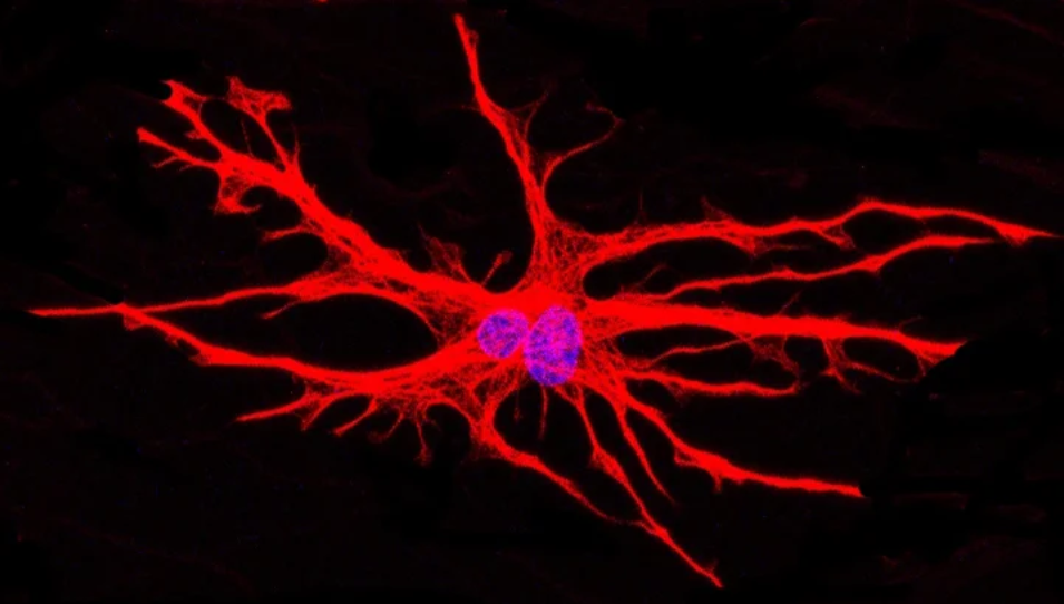 New model identifies key player in ALS