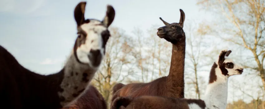 Member spotlight: ExeVir uses llama-derived antibodies to protect the vulnerable